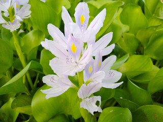 Water hyacinth flower, this image shoot date is 21-10-2020, shoot in India state assam dist- barpeta, 