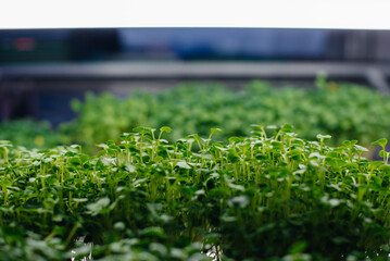 Juicy and young sprouts of micro greens in the greenhouse. Growing seeds. Healthy eating