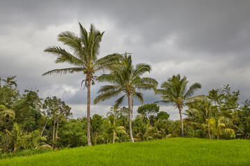 Fototapeta na wymiar tropical landscape with green rice filed, palm trees and blue cloudy sky