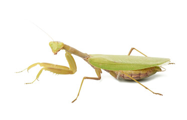 green young mantis sitting on a white background