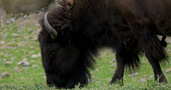 Close up of Bison UHD 4K