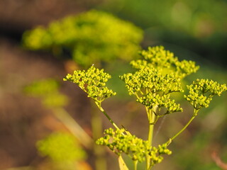 女郎花の黄色い花