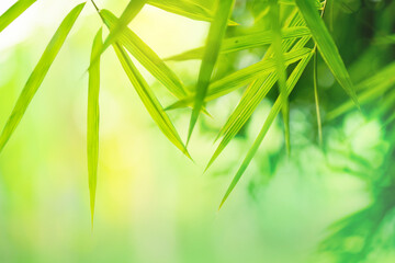 Beautiful nature background with green leaf bamboo blurred and copy space.