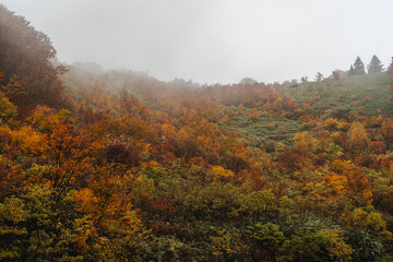 霧がかかる紅葉の風景