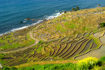 白米の千枚田