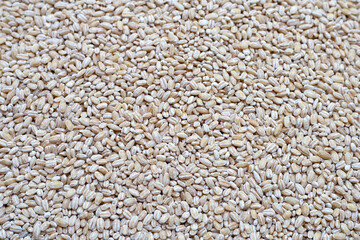Top view of Raw peeled barley grains.