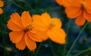 向日葵と秋桜のディフォーム