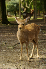 奈良公園の鹿