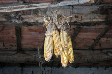 corn cobs hanging on the roof of a old barn