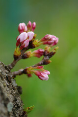 桜のつぼみ