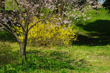 ヒカンザクラとレンギョウ
