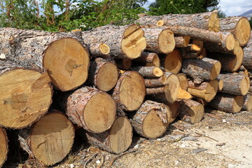 Piles of chopped wood in the woods