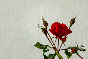 a beautiful single red rose flower blooming on a white background  