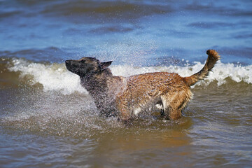 Fototapeta premium Happy wet Belgian Shepherd dog Malinois standing outdoors in a water at the seaside and shaking after swimming in a hot summer