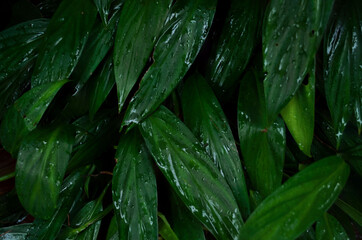 Green leaf texture with water droplets for background