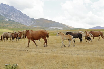 Fototapeta na wymiar Grazing wild horses in the Gran Sasso National Park, Italy