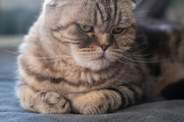 Naklejka na ściany i meble Cat Scottish Fold is depressed, she looks thoughtfully and sadly lying on the couch. Concept of psychological health of animals.