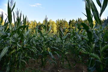 Young corn plants in a field. Maize or sweetcorn plants background. Cornfield texture. Agricultural  and farm concept. Soft focus, possible granularity.