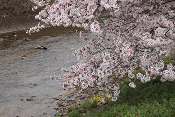 富雄川の桜