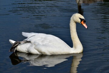 Obraz premium Swan on the lake in Coombe Abbey, Coventry, England, UK