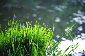 Green plants by the stream at sunset. Selective focus. Nature background.