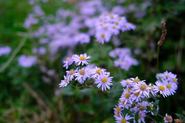 秋の紫色の小さな花