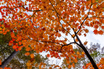 紅葉が美しい秋の風景