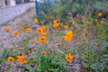 秋のオレンジ色の小さな花