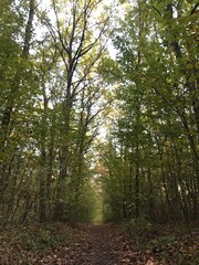 path in the woods