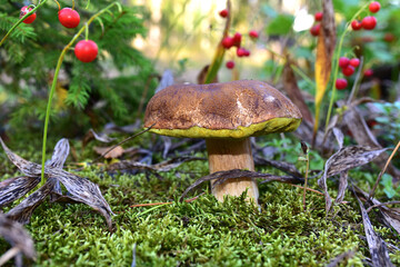 White mushroom in the forest against the background of green vegetation. Awesome boletus grows in wildlife. Porcini bolete mushrooms. Season for picked gourmet mushrooming