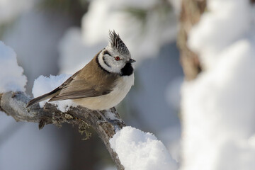 crested tit