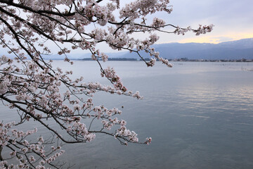 海津大崎の桜