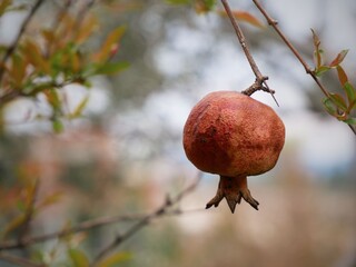 Ripe pomegranate grows on a branch on a blurred background of nature
