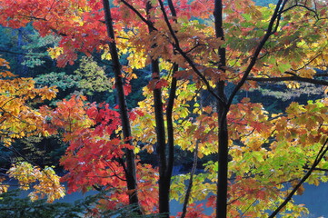 Colorful Autumn Riverside Scene 