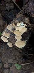 Fungus or mushroom on wood