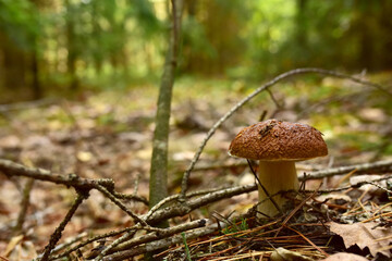White mushroom in the forest against the background of green vegetation. Awesome boletus grows in wildlife. Porcini bolete mushrooms. Season for picked gourmet mushrooming.