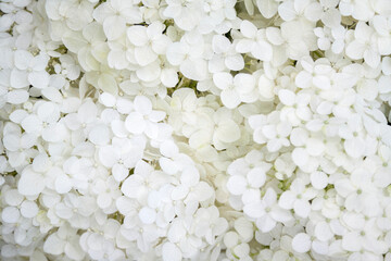 Blooming white Annabelle Hydrangea arborescens. Closeup