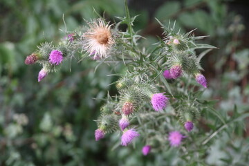 Blume , Pflanze, Distel, Wilde Natur, Blume, Gewächs, Lila , wild nature , Flower, nature, Germany, Stuttgart, Deutschland, Landschaft, Idylle , Thistle, green, purple