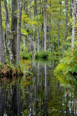 Cypress Gardens in Moncks Corner near Charleston in South Carolina, USA, summer, water lilies, swampland, reflections in water, movie location