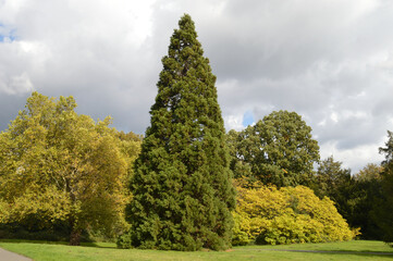 Mammutbaum im Park in Dortmund, Deutschland