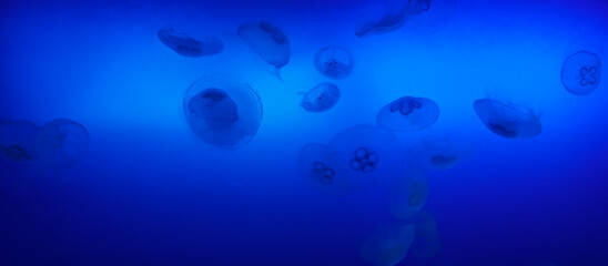Moon jelly (Aurelia coerulea). The jellyfish is almost entirely translucent, usually about 25–40 cm (10–16 in) in diameter