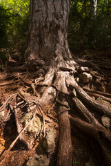 Los Ports natural park