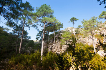 Ulldemó river. Los Ports natural park