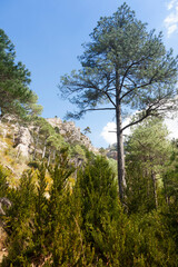 Ulldemó river. Los Ports natural park