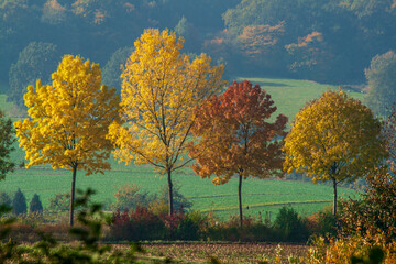 Herbstlaub an B&auml;umen