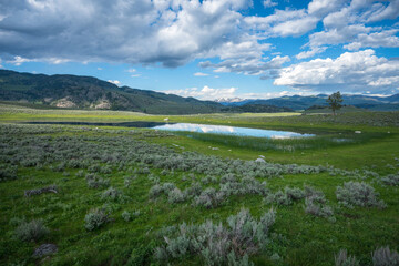 lamar valley in yellowstone national park,wyoming in the usa