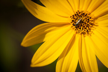 Macro of yellow flower