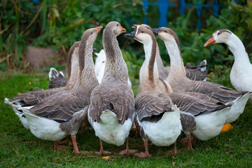 A group of domestic geese is drinking water in the yard. Country bird.