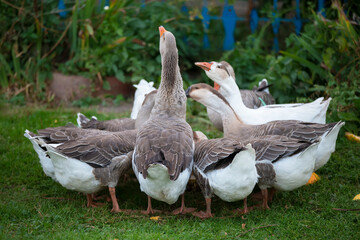 A group of domestic geese is drinking water in the yard. Country bird.