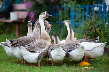 A group of domestic geese is drinking water in the yard. Country bird.